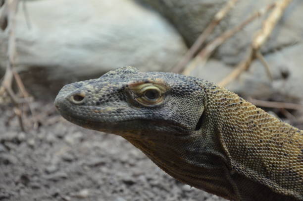 istock Komodo Dragon, the largest lizard in the world 1152617055