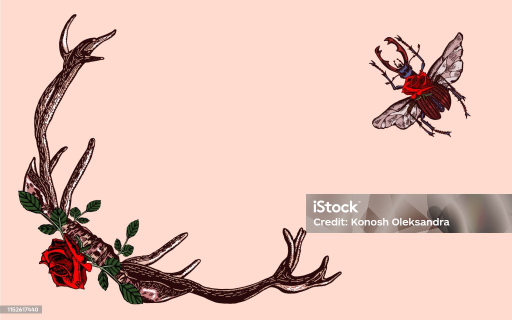 Vintage illustration of deer's antlers, stag beetle, red roses on beige background - Vector. Beautiful frame of Deer's antlers, stag beetle bug and red roses. Lucanus Cervus, stag's horns, blooming flora on beige background, hand drawn. For design, invitation, wedding, greeting card. Animal stock vector