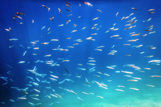 istock Fish School Underwater. Fishes underwater background. 1152618335