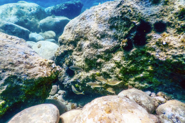 istock Sea Life Underwater rocks Sunlight, Underwater Life. 1152619643