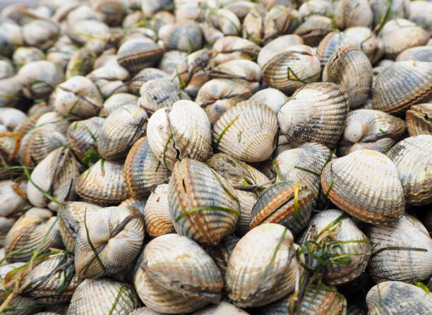 istock Cockle Seafood 1152622588