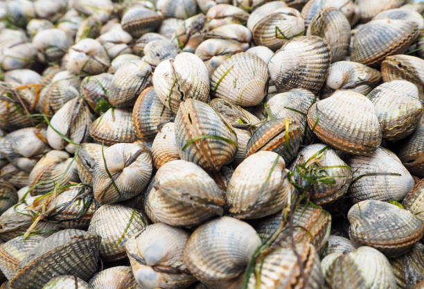 istock Cockle Seafood 1152622642