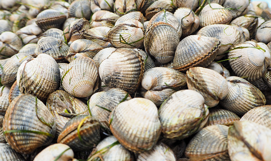 Clams on ice for sale in the market