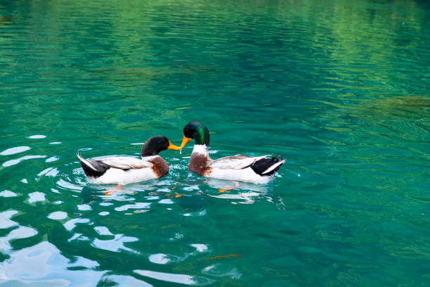 Wild ducks swimming in the beautiful lake and kissing each other