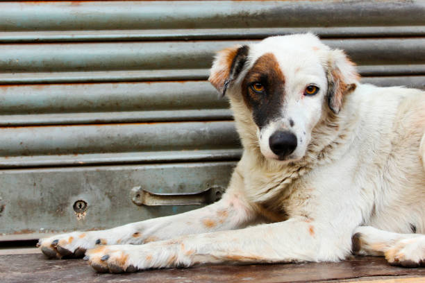 istock Black and white spotted dog sitting on steps 1152624955