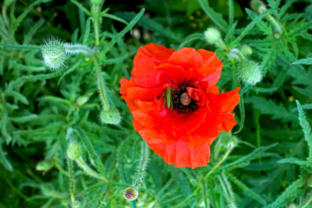 istock Scarlet blooming poppy with sitting green grasshopper 1152624982