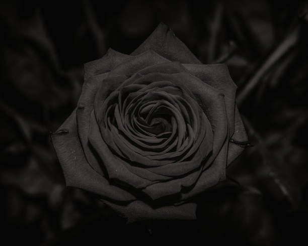 istock Fading Rose in black and white 1152625083