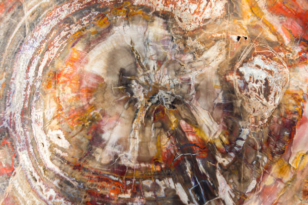 istock petrified and polished fossil trees 1152625357