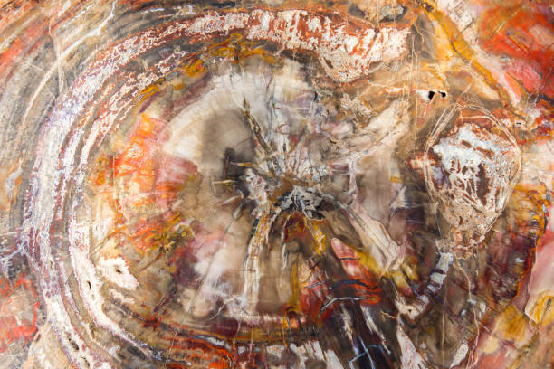 istock petrified and polished fossil trees 1152625365