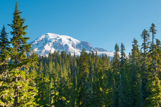 istock Forest and Mount Rainier at Mount Rainier National Park 1152625578