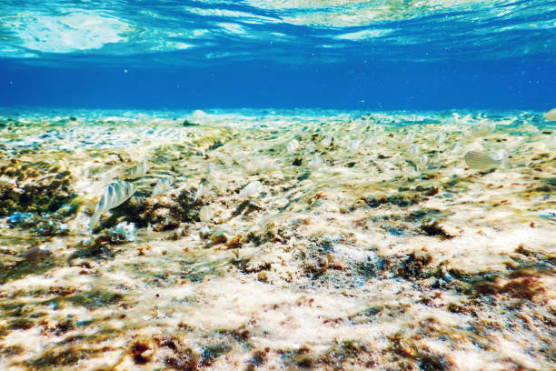 istock Underwater Scene Sunlight, fish Underwater Life. 1152626934
