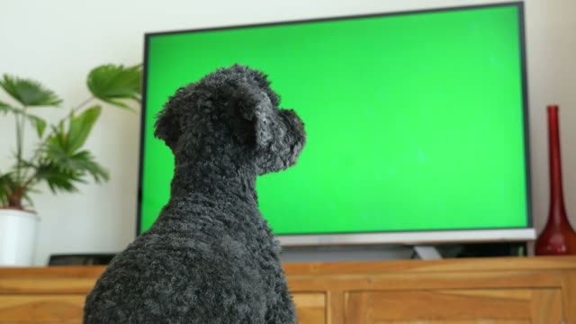 Dog (poodle) sitting in front of the TV