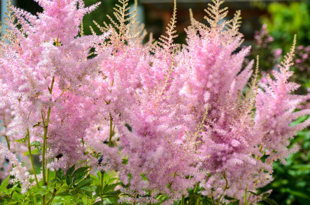 istock Flower of Pink Astilbe 1152627451