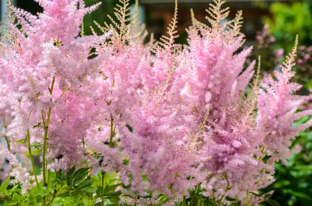 Photo of Flower of Pink Astilbe