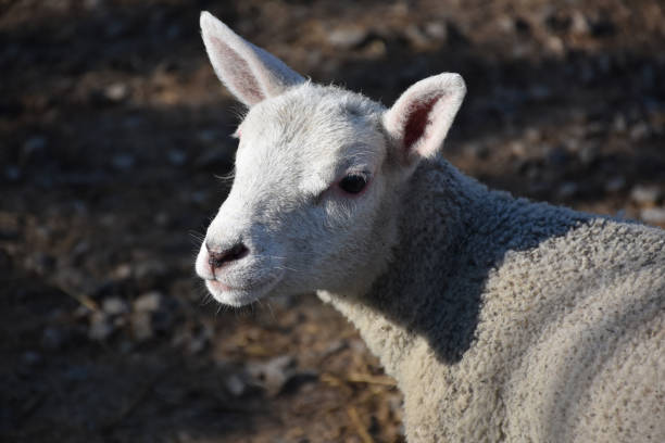 istock Very Cute White Faced Lamb with Pink Ears 1152628247