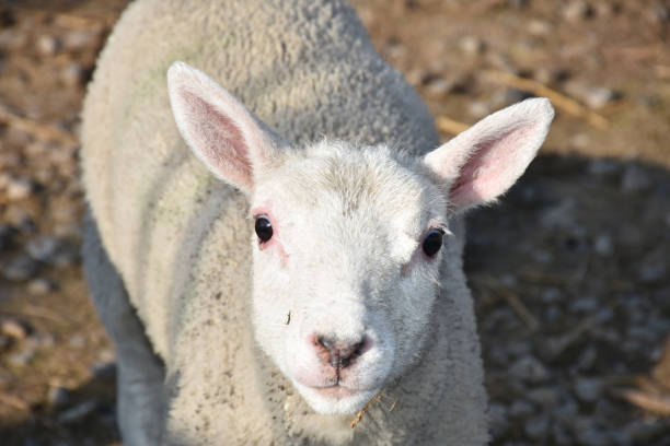 istock Very Cute White Faced Lamb with Pink Ears 1152628309