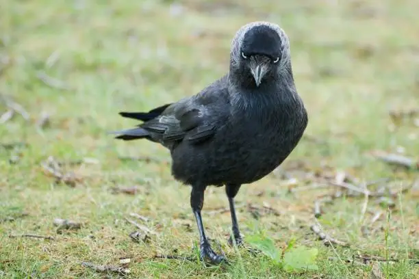 Photo of Jackdaw stare with green background