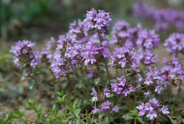 Thyme is culinary and medicinal herbs of the genus Thymus, most commonly Thymus vulgaris.