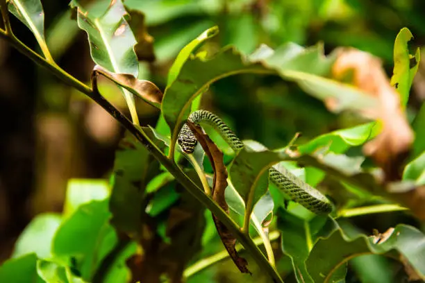 Photo of close-up of green snake on tree