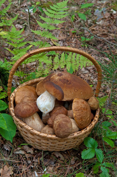 istock Basket of mushrooms in forest 1152629054