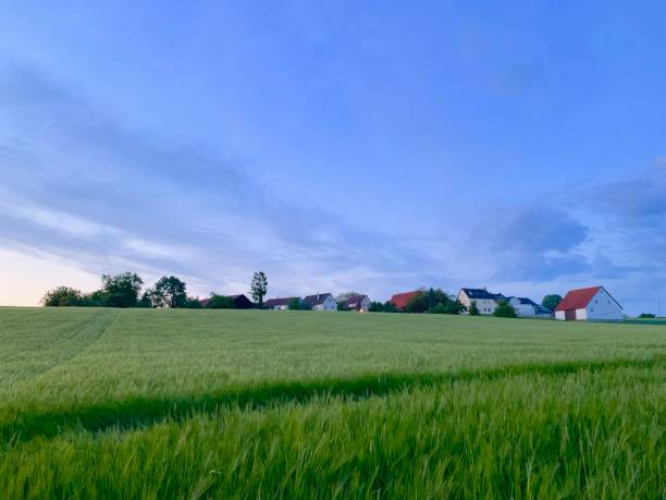 istock Wheat field and village above it 1152629647