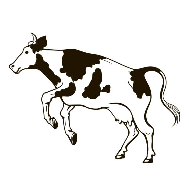 black white jumping cow on white background graphic drawing of a jumping cow on a white background pics of the holstein cow stock illustrations
