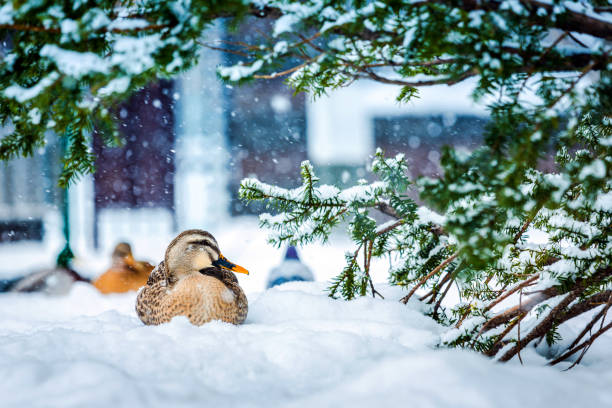 stado kaczek w śniegu w zimie w przyrodzie - hokkaido snow winter tree zdjęcia i obrazy z banku zdjęć