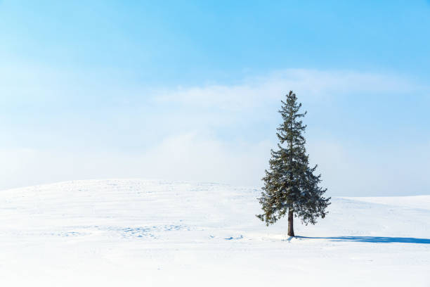 istock Winter scenery. Biei Hokkaido Japan 1152630017