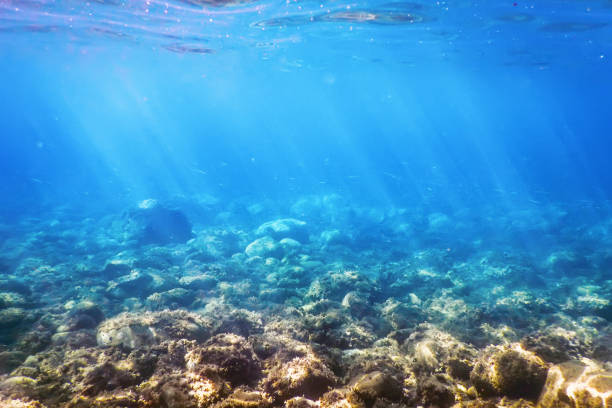 istock Sea Life Underwater rocks Sunlight, Underwater Life. 1152630483