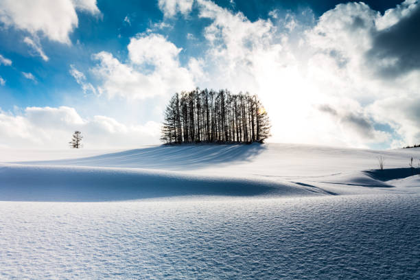 istock Larch forest on the snow hill and blue sky in Biei 1152630663