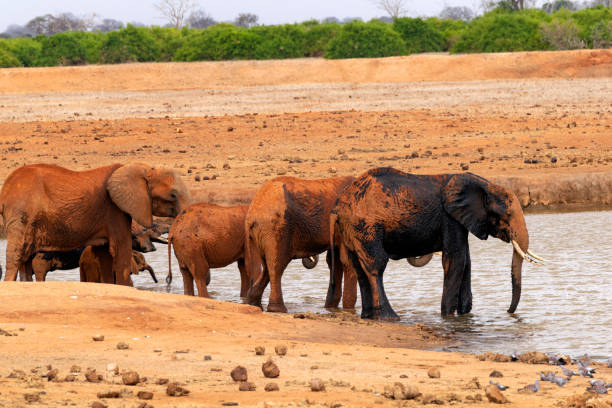 istock Elephants taking a mud bath in the Savannah 1152631239