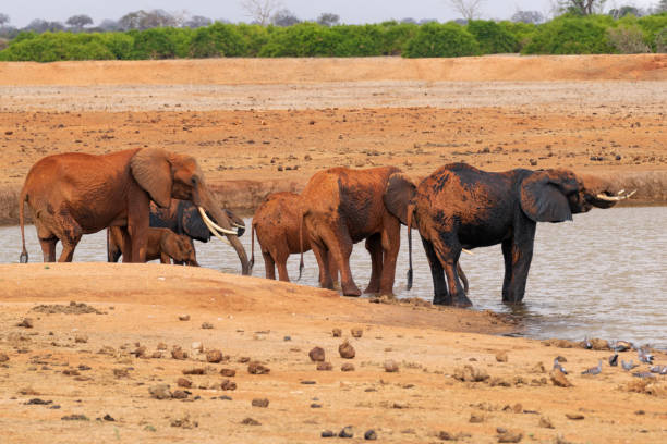 istock Elephants taking a mud bath in the Savannah 1152631256