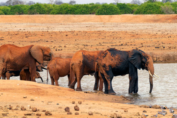 istock Elephants taking a mud bath in the Savannah 1152631304