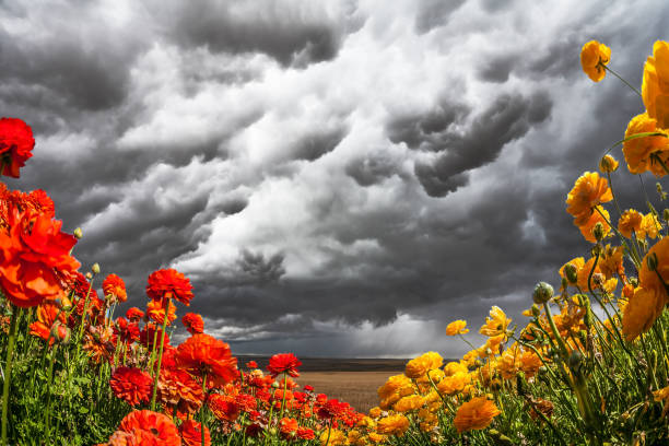 Heavy rain cloud over a flower field. Blooming garden red and yellow buttercups swaying in the wind. Concept of artistic photography