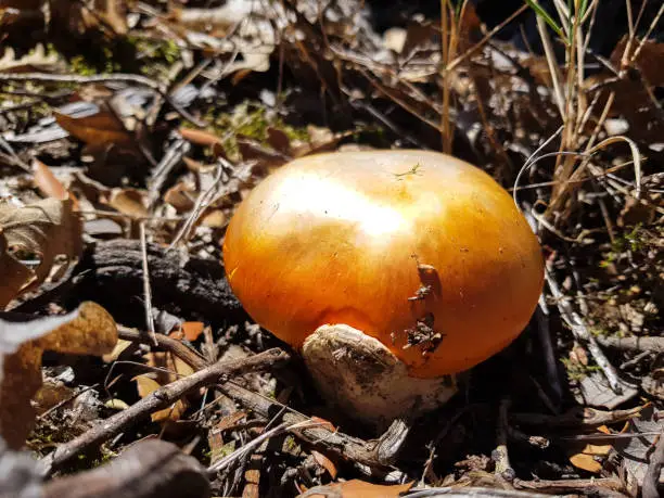 Amanita cesarea, the most appreciated mushroom in the world. Even the romans ate them. An excellent food with delicate flavor and a very beautiful orange color.
