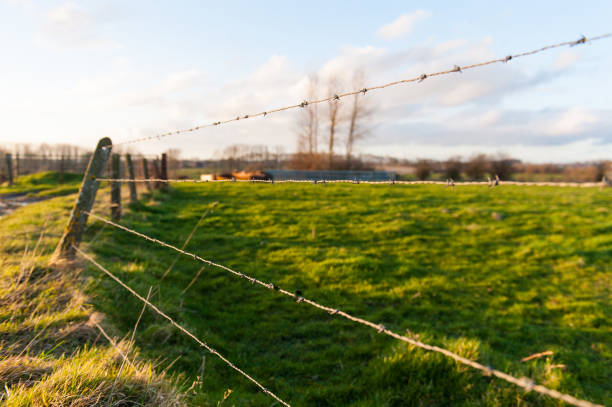 istock Barb wire fence at sunset 1152633872