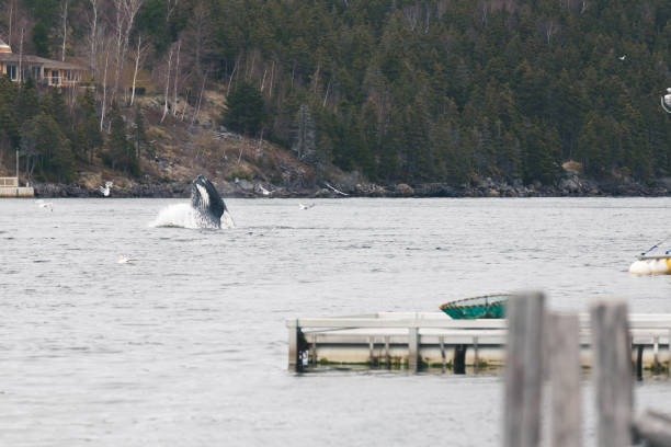istock Humpback whale and gulls feeding on herring in Holyrood, Newfoundland and Labrador, Canada. 1152635580