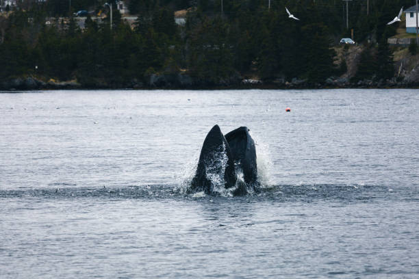 istock Humpback whale and gulls feeding on herring in Holyrood, Newfoundland and Labrador, Canada. 1152635607