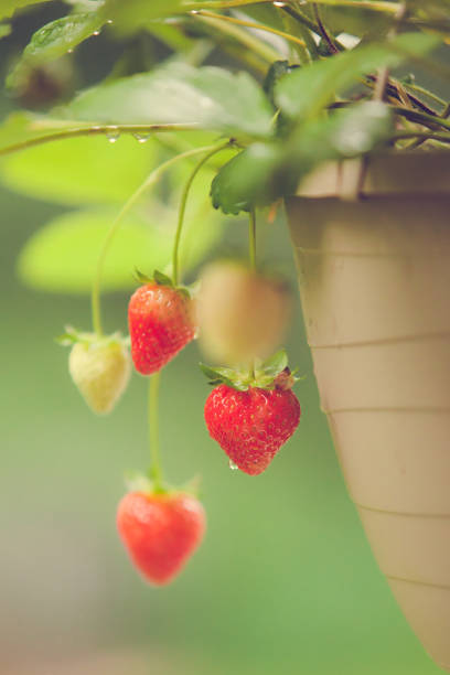 Extreme close-up shot of red and green strawberries growing on vein of plant in organic farm