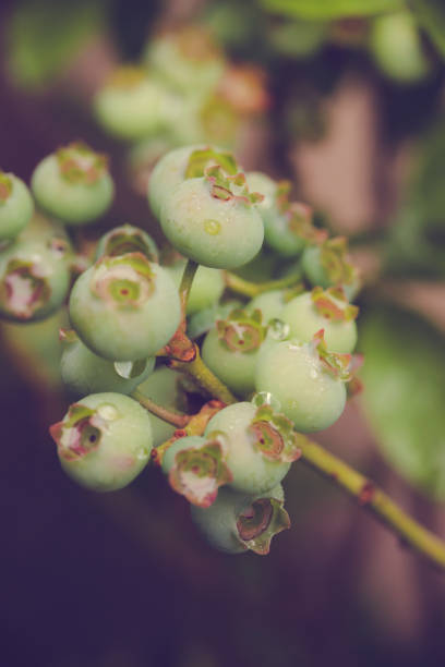 A cluster of unripe blueberries on a highbush variety plant