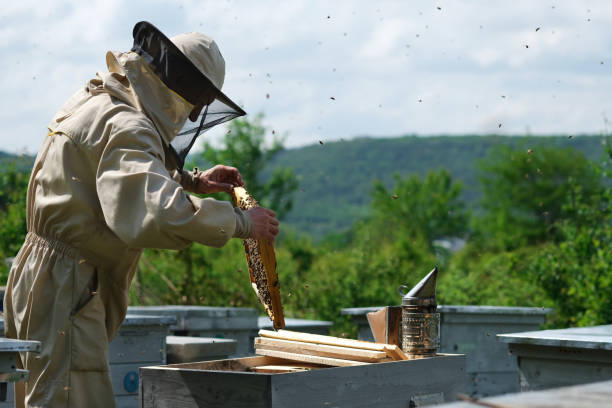istock Beekeeper on apiary. Beekeeper is working with bees and beehives on the apiary. 1152636123