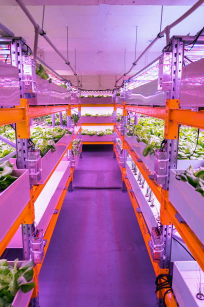Shelves with lettuce in aquaponics system combining fish aquaculture with hydroponics, cultivating plants in water under artificial lighting, indoors Shelves with lettuce in aquaponics system combining fish aquaculture with hydroponics, cultivating plants in water under artificial lighting, indoors aquaponics photos stock pictures, royalty-free photos & images