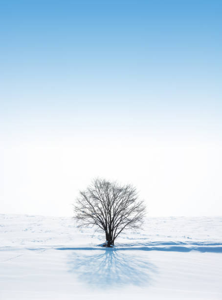 Lone tree in a frozen landscape.