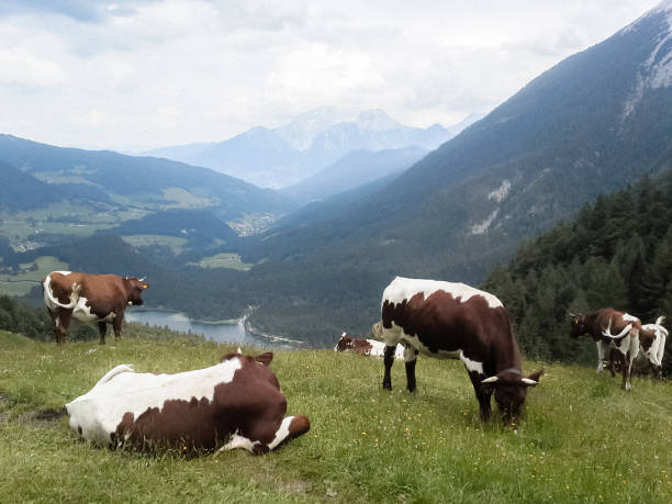 Vibrant green grass with pasturing cows