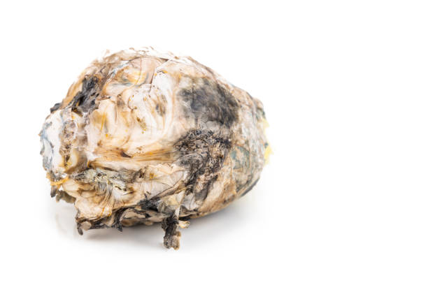 Closeup on rotten and moldy Chinese cabbage vegetable on white background