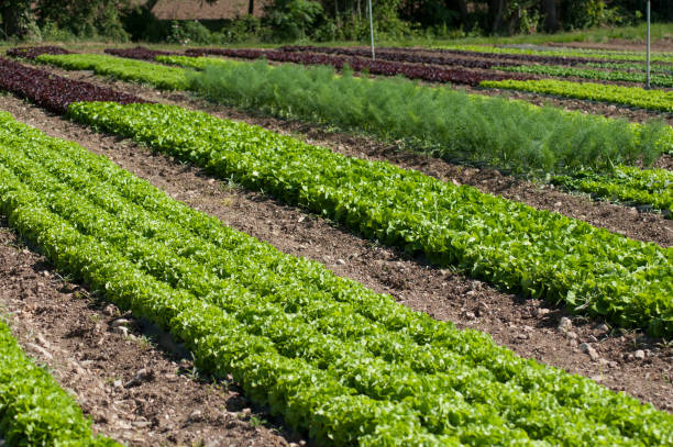 istock organic salad alignment in a field 1152640335