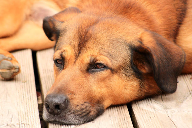 istock Beautiful dog lying on wooden floor 1152640416