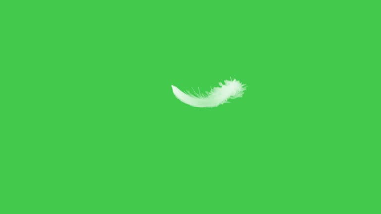 Feather Flying Slow Motion Green Screen.