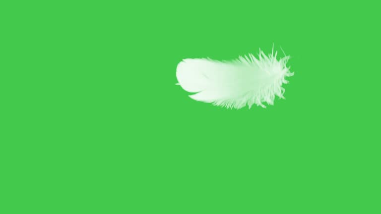 Feather Close Up Green Screen.