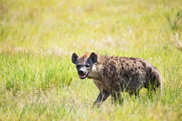 istock Spotted hyena in field 1152641555